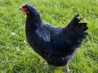Chickens — photo 4