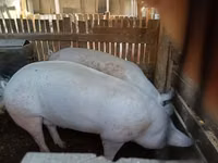Eber, Schweine — Foto 1