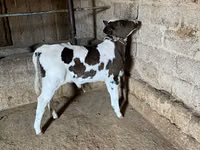 بقرة, Russian Black pied cattle — الصورة 4