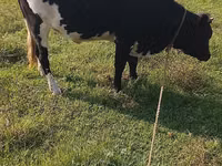 Cow, Holstein breed — photo 4