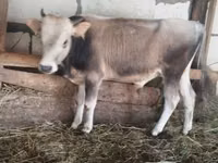 Bull, Cattle — photo 1