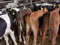 Бух, Simmental cattle — 1 зураг