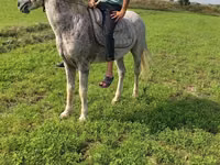 घोड़ा, Azerbaijan horse — फ़ोटो 2