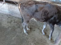 母牛, Russian Black pied cattle — 照片 5