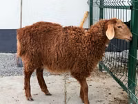 نعجة, Hissar sheep — الصورة 2