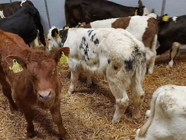 Rinder (Partie, Geschlecht nicht angegeben), Simmental cattle