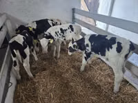 Bulle, Russian Black pied cattle — Foto 2
