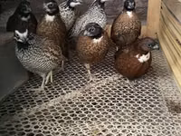 Guinea fowl — 照片 4