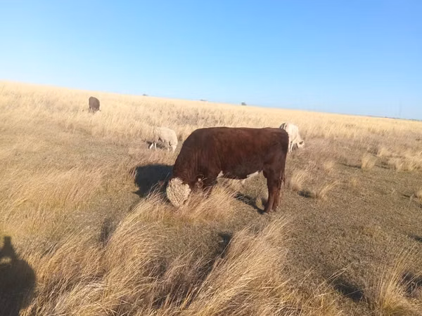Бух, Swiss cattle