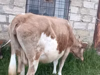 Cow, Red-spotted breed — photo 4
