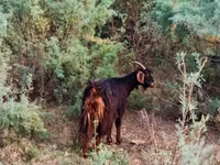 बकरा, बकरियाँ — फ़ोटो 1