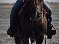 घोड़ा, Quarter Horse — फ़ोटो 6