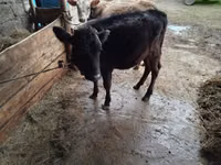 母牛, Cattle — 照片 4