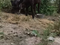 Vaca, Ganado vacuno — foto 1