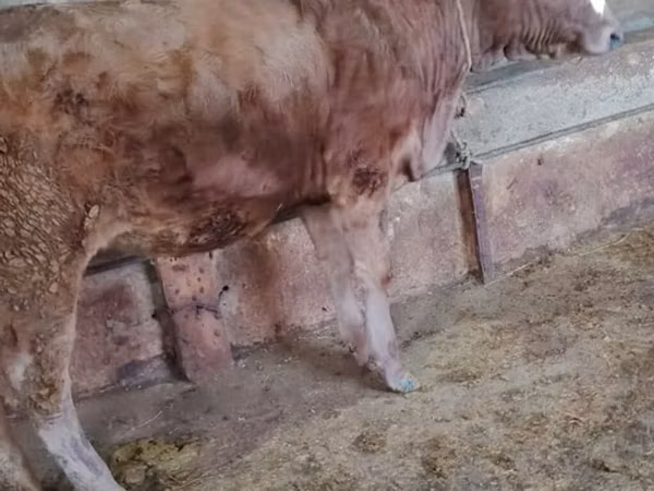 母牛, Cattle