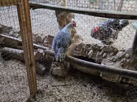 Chickens — الصورة 2