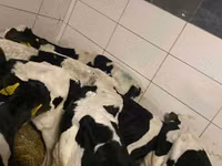 公牛, Russian Black pied cattle — 照片 5
