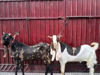 Ziegenbock, Kamori goats — Foto 1