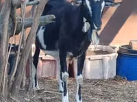 Ямаа, Toggenburg goat — 3 зураг