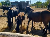 Yegua, Caballos — foto 4