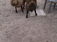 Хуц, Хонь — 6 зураг