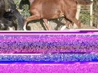 घोड़ा, Dutch warmblood horse — फ़ोटो 2