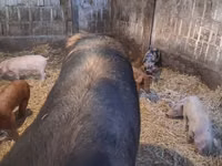 Säue, Schweine — Foto 4