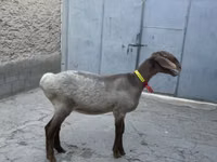 Schaf, Arashan sheep — Foto 4