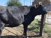 母牛, Holstein breed — 照片 3