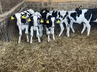 Бух, Russian Black pied cattle — 8 зураг