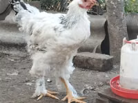 براهما — الصورة 2