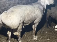 मेढ़ा, Afghan Arabi sheep — फ़ोटो 4