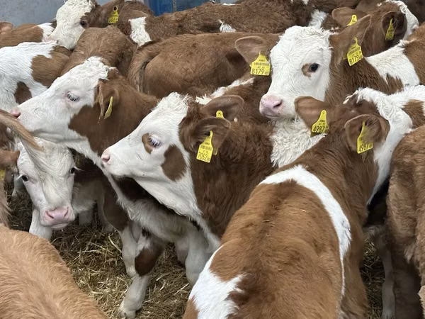 मवेशी (लॉट, लिंग निर्दिष्ट नहीं), Simmental cattle