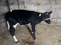 牛只（批次，未指定性别）, Russian Black pied cattle — 照片 4
