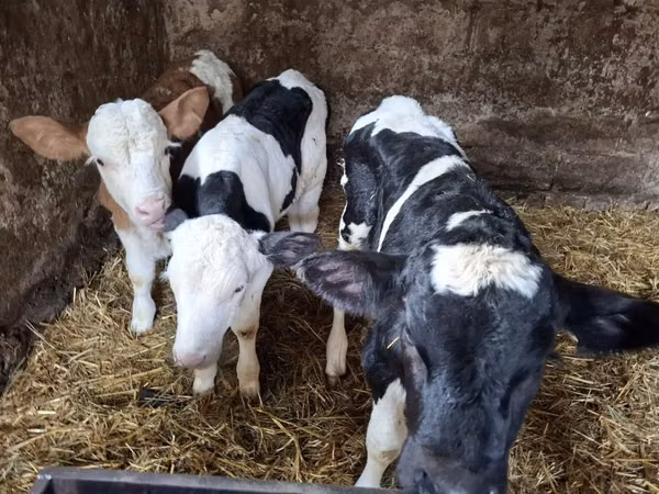Bulle, Russian Black pied cattle