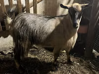 बकरी, Alpine goat — फ़ोटो 2