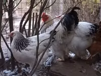 Brahma — foto 5