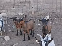 Ямааны ухна, Pomellata goat — 1 зураг