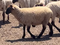 Widder, Hampshire sheep — Foto 3