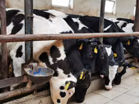 Bulle, Simmental cattle — Foto 5