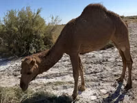 Эм тэмээ, Kazakh Bactrian camel — 3 зураг