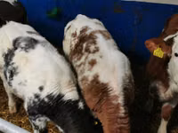 Бух, Simmental cattle — 5 зураг