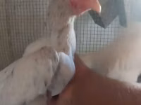 Shamo chickens — photo 2