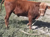 公牛, Cattle — 照片 3