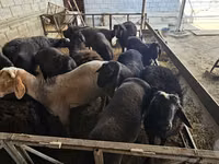 Ram, Sheep — photo 4