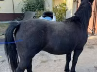 घोड़ी, घोड़े — फ़ोटो 1
