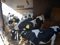 ثور, Russian Black pied cattle — الصورة 3