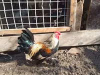 Bantam — photo 2