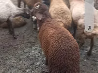 भेड़ें (लॉट, लिंग निर्दिष्ट नहीं), Red Karaman sheep — फ़ोटो 3