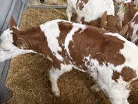 सांड, Simmental cattle — फ़ोटो 1